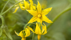 Yellow tomato flowers on a green stem