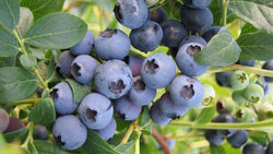 Cluster of ripe blueberries on a bush