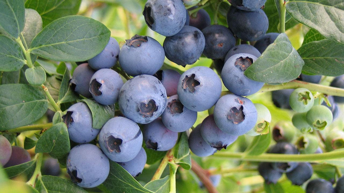 Cluster of ripe blueberries on a bush