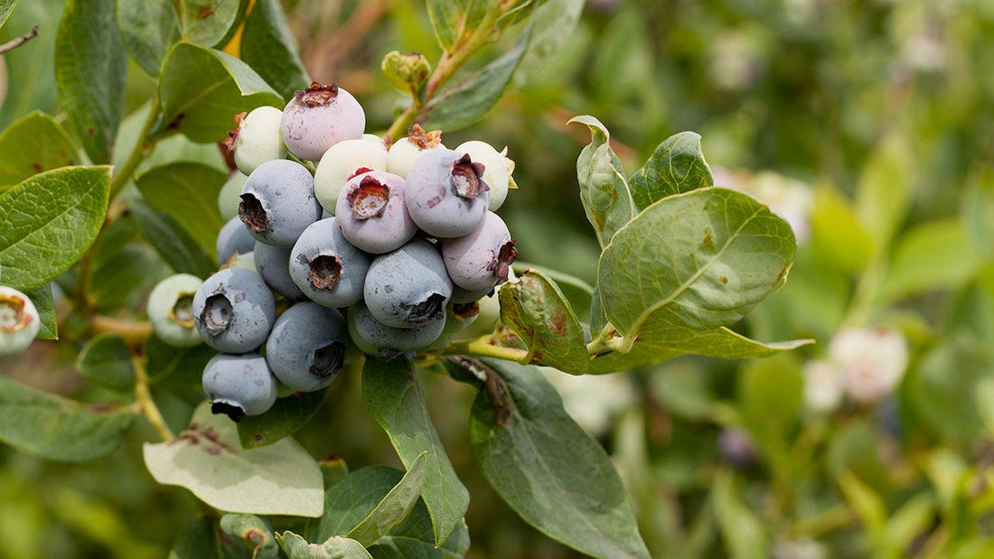 Blueberry Basics