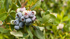 Extend Your Blueberry Harvest