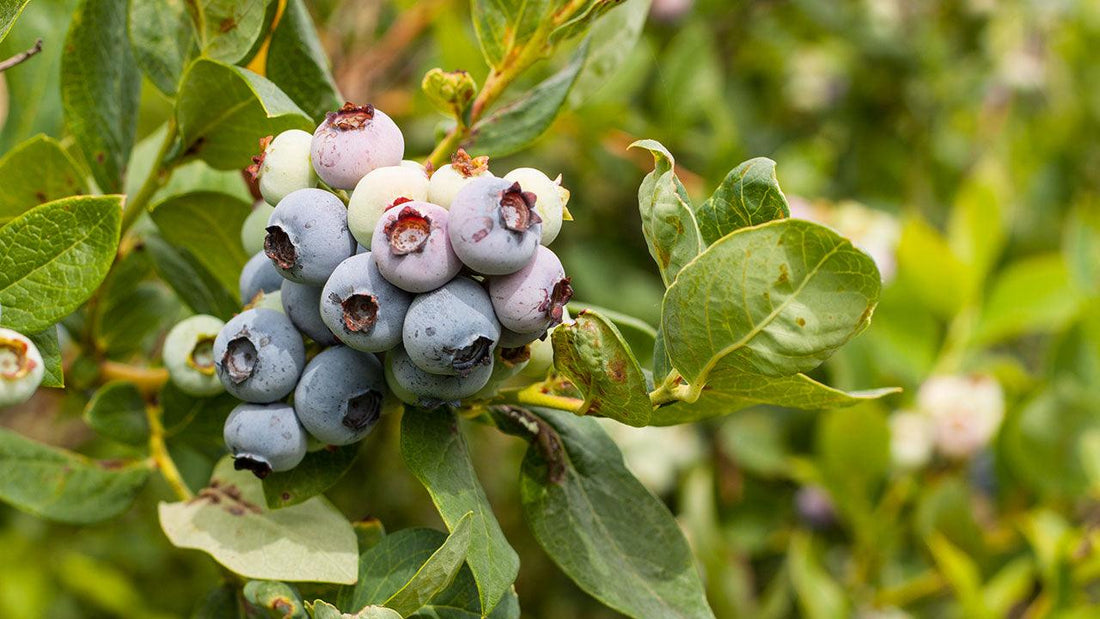 Cluster of ripe blueberries on a bush