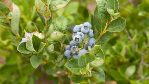 How to Grow Blueberries in Pots: Best Soil for Blueberries in Pots and Tips for Growing Blueberries in Containers