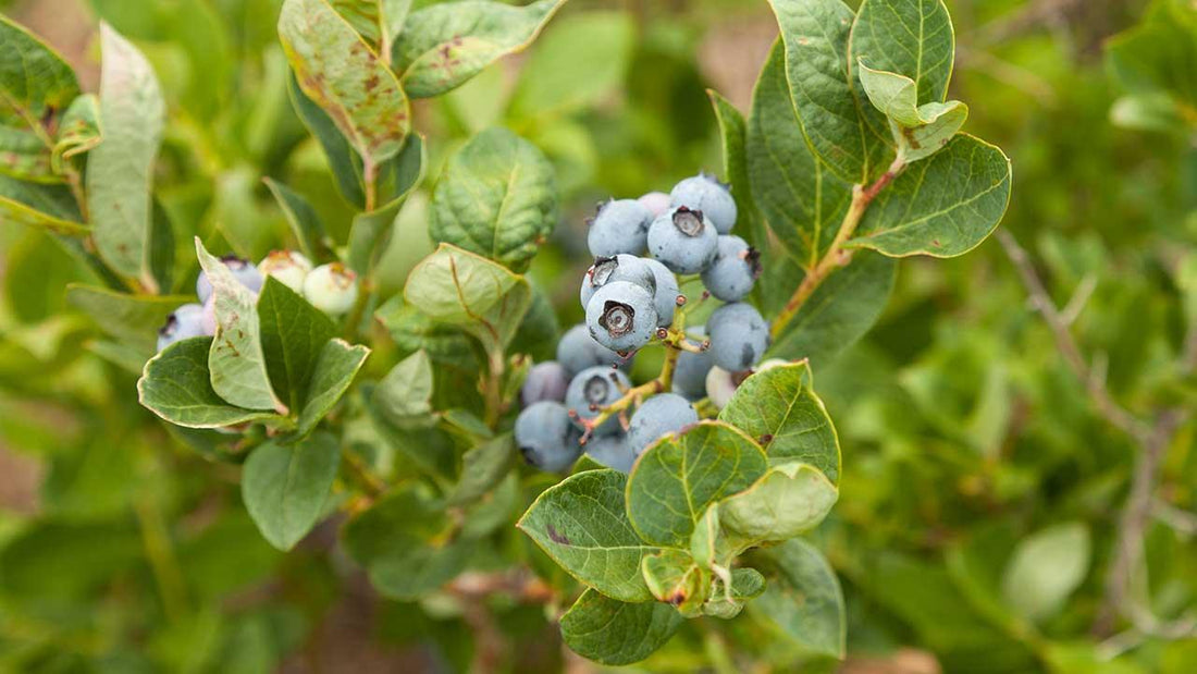 Cluster of ripe blueberries on a bush
