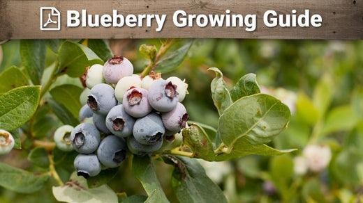 Blueberry growing guide graphic over ripe fruit