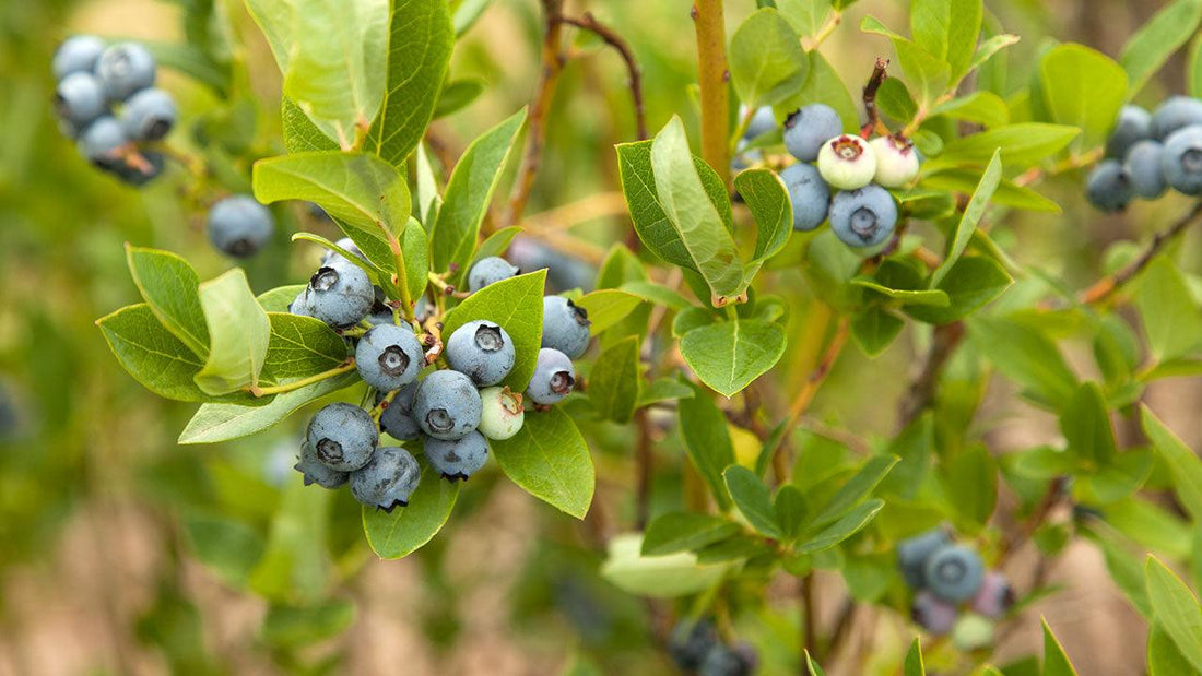 Blueberries at different ripening stages on a branch