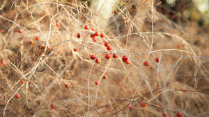 Make Your Asparagus Bed Once & Enjoy it for 20 Years!