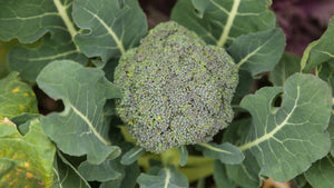 Red, White and Broccoli