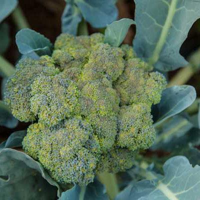 Green broccoli head surrounded by leaves