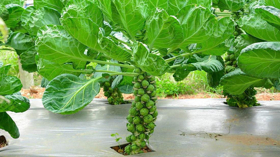 Brussels Sprout plant growing through mulching film.