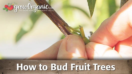 Budding Fruit Trees - Grow Organic