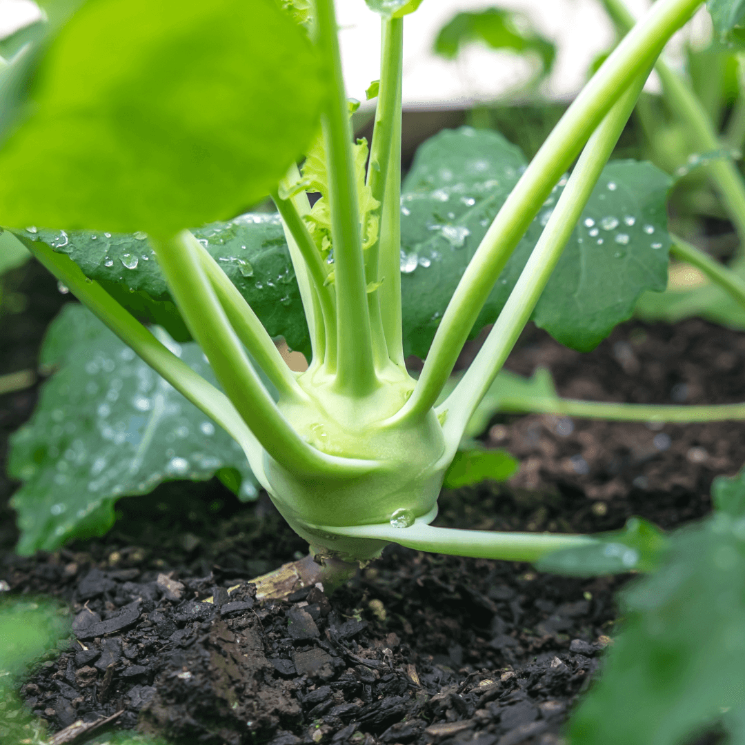 Green kohlrabi bulb with upright leaf stems