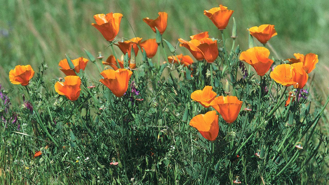 Bright orange California poppies in bloom
