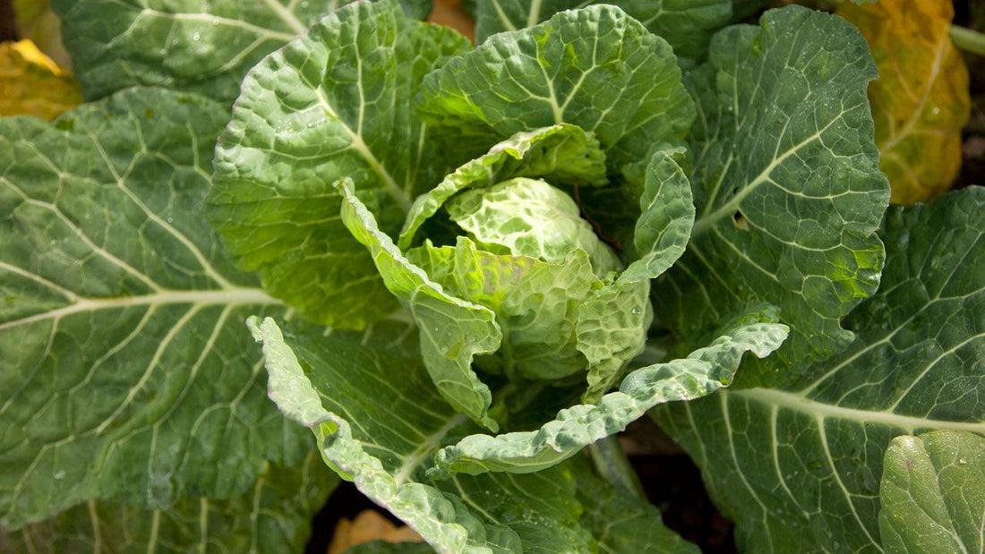 Green cabbage head growing among large leaves