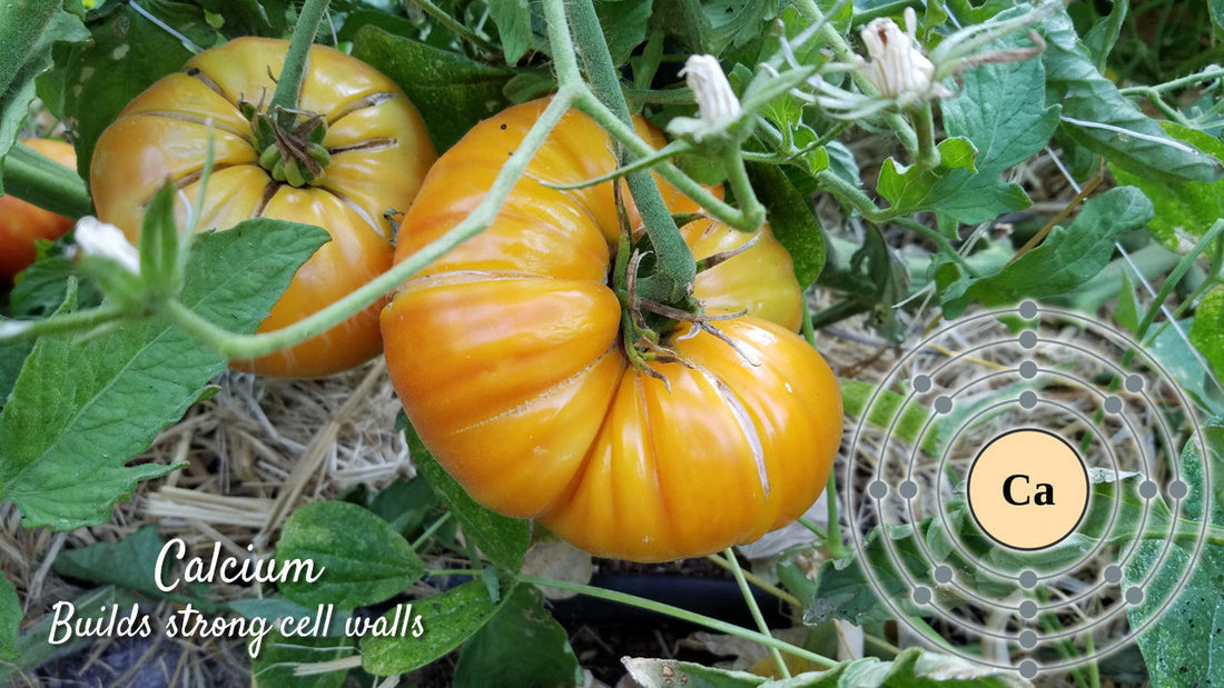 Calcium fertilizer and soil amendments for garden plants