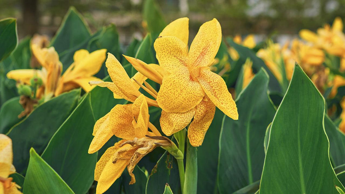 Growing Summer Blooming Flowers–Cannas