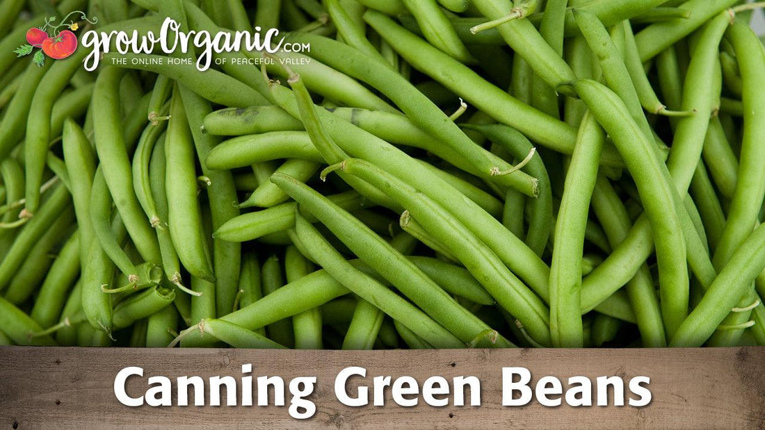 Pile of fresh green beans