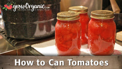 Two jars of home-canned tomatoes
