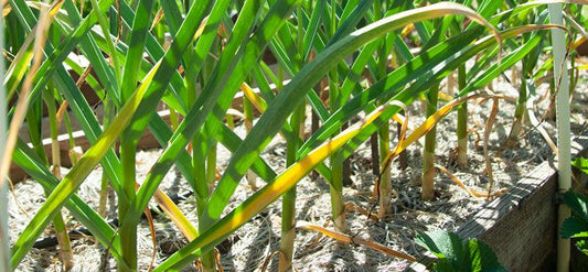 Caring for Garlic in Late Spring - Grow Organic