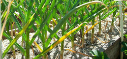 Caring for Garlic in Late Spring - Grow Organic