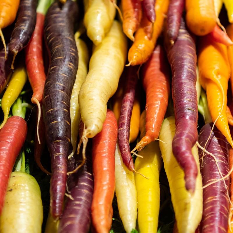Freshly harvested carrots with green tops