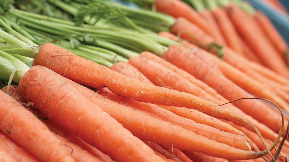 Bundle of fresh orange carrots