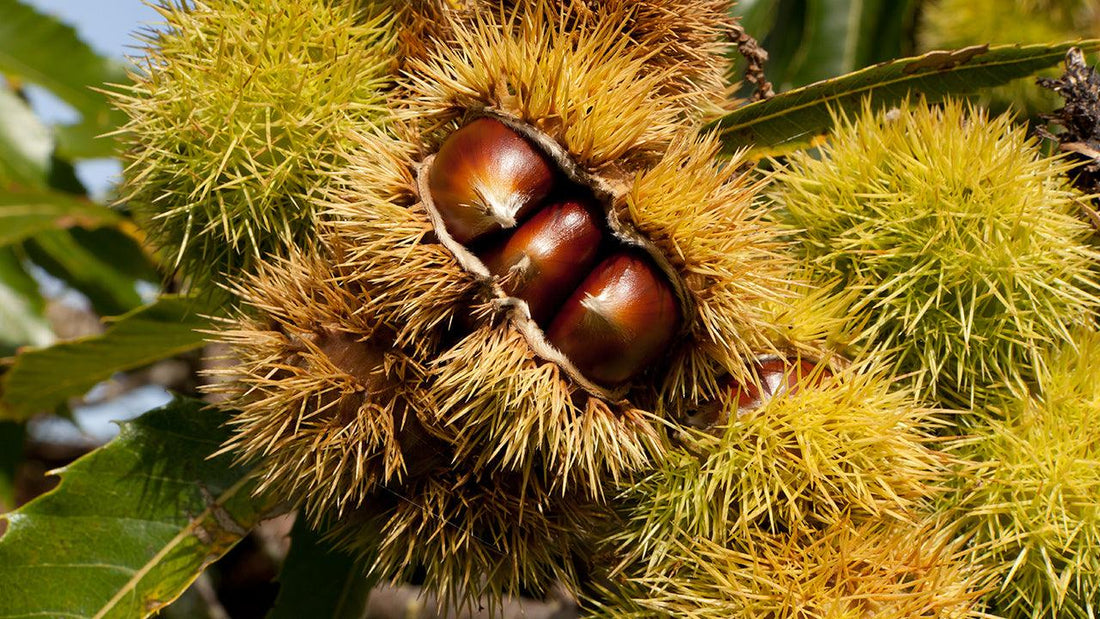 Fresh chestnuts for harvesting, storage, roasting and cooking