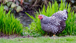 10 Tips for a Chicken Friendly Garden