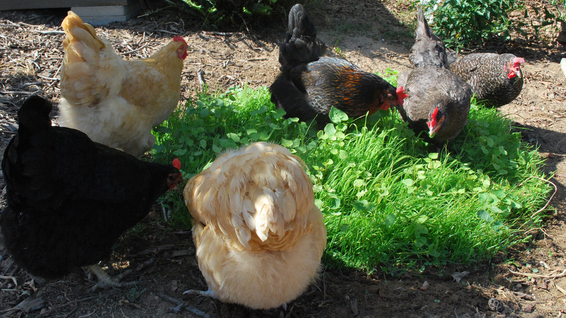Add Something Different to Your Chickens’ Meals–Fresh Sprouts