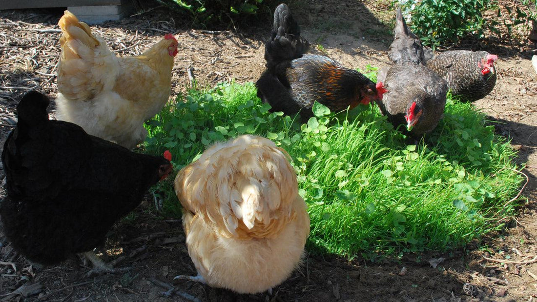 Chickens eating fresh sprouts