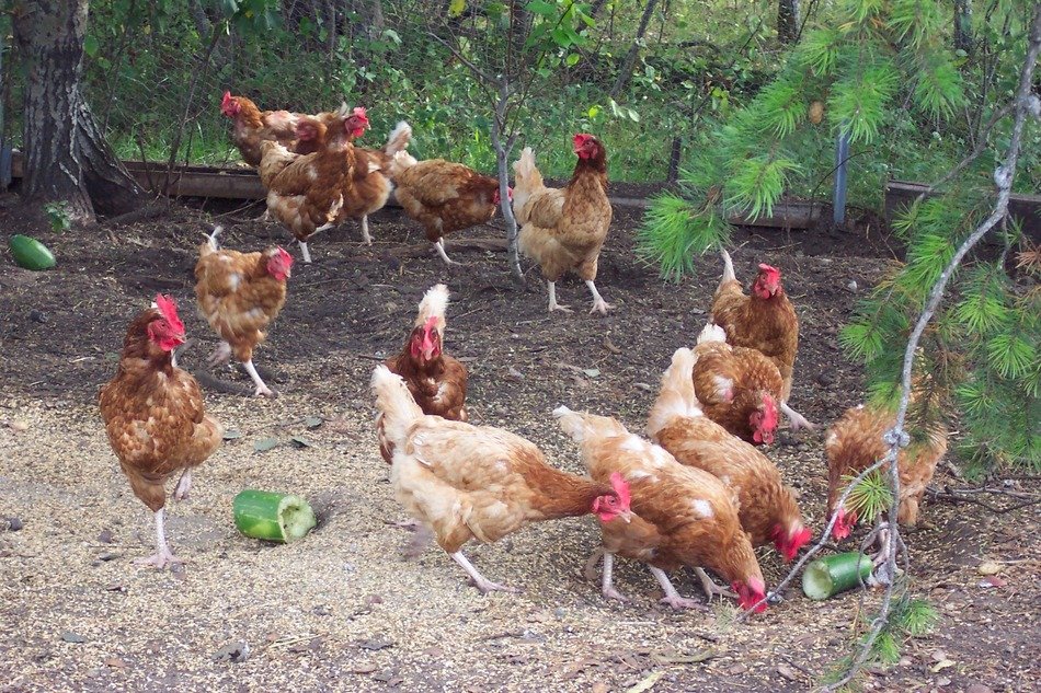 Chicken Manure: Perfect Fertilizer for Your Vegetable Garden