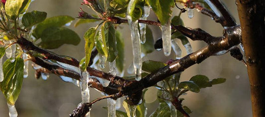 Dormant fruit trees accumulating winter chill before spring growth