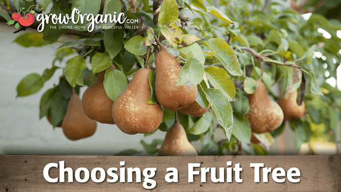 Organic Bare Root Fruit Trees - Selection Guide