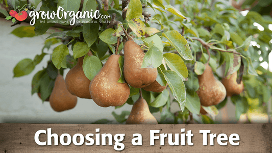 Video guide to choosing a bare root fruit tree for a specific site