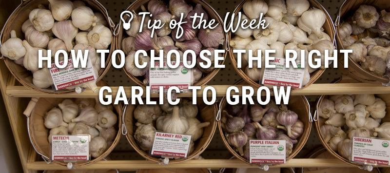 Garlic variety selection guide graphic