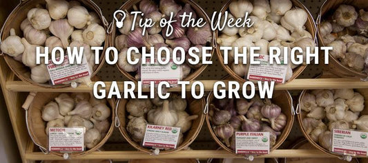 Garlic variety selection guide graphic