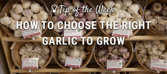 How to choose the right garlic to grow