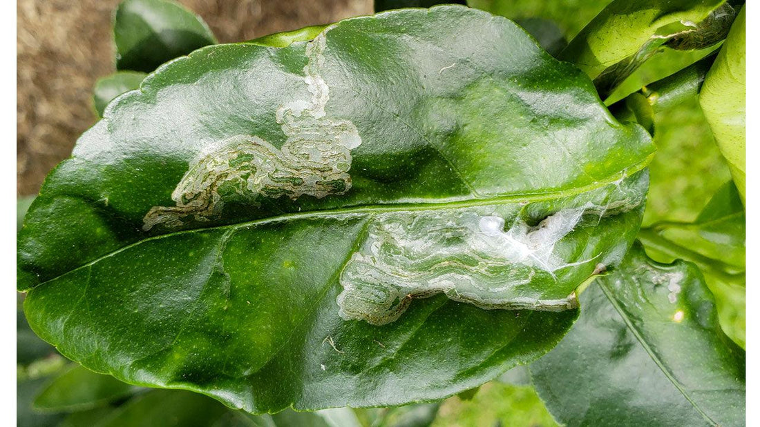 Serpentine leaf-miner trails on a citrus leaf