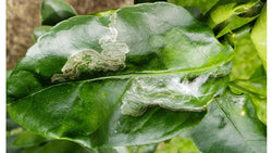 Serpentine leaf-miner trails on a citrus leaf