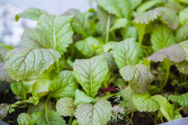 closeup photo of young mustard green plants