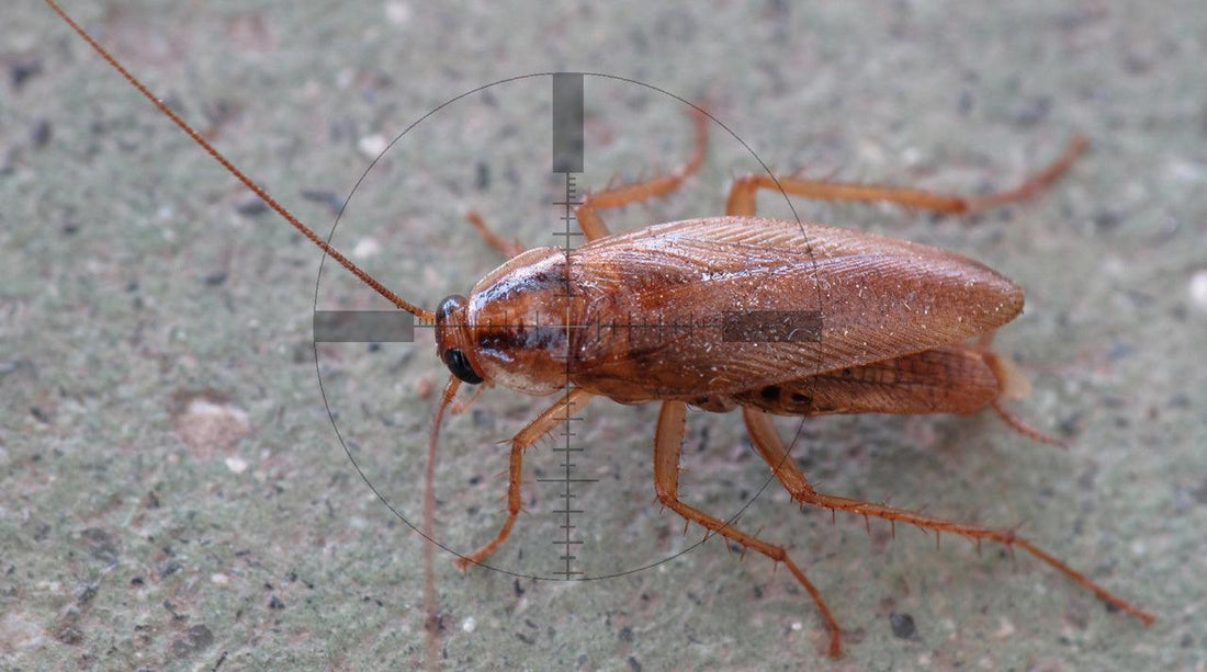 Cockroach shown beneath a targeting reticle