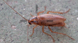 Controlling Cockroaches Using IPM