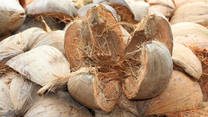 Coconut Fiber for Your Plants