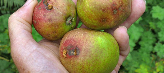 Codling moth and pheromone-trap monitoring in spring