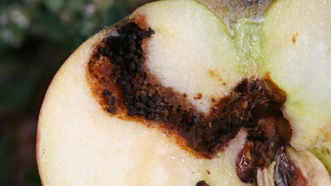 Codling moth damage used to explain granulosis virus treatment timing