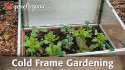 Leafy greens growing inside a cold frame