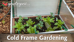 cold frame gardening