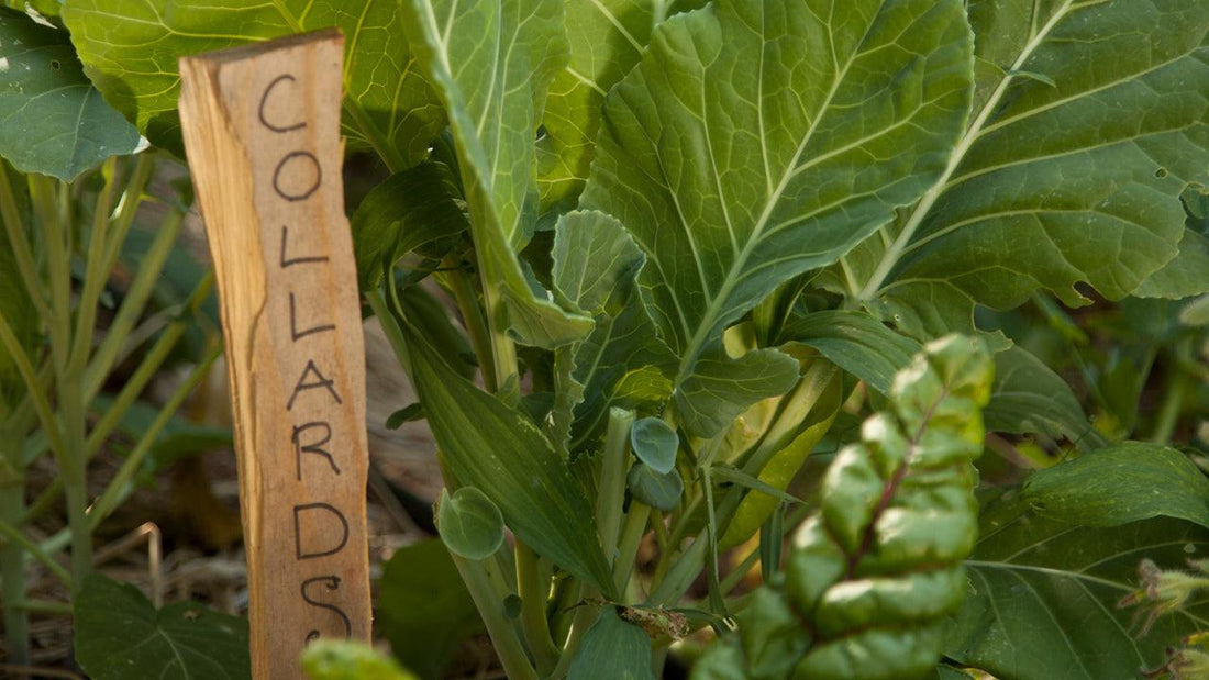 Artichoke plant beside a labeled garden marker