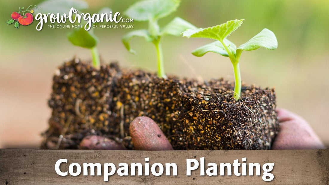 Hands holding a soil block with young seedlings