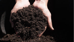 What is Going On in Your Compost Pile?
